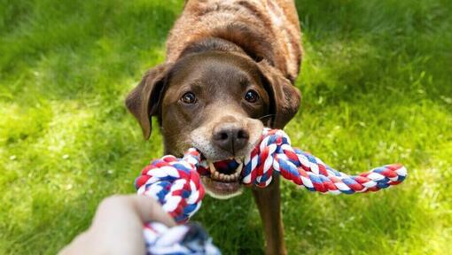 Stimulating Toys for Older Dogs Purina